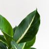Dieffenbachia Duo - P12
