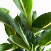 Dieffenbachia Green Magic - P12