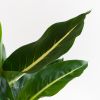 Dieffenbachia Green Magic - P12