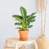Dieffenbachia-Green-Magic-p12-Lifestyle