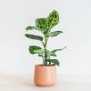 Dieffenbachia Reflector (Camouflage plant) - P 17 cm