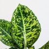 Dieffenbachia Reflector (Camouflage plant) - P 17 cm