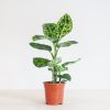 Dieffenbachia Reflector (Camouflage plant) - P 17 cm