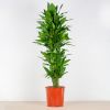 Dracaena Janet Lind straight
