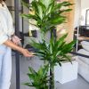 Dracaena-Janet-Lind-p27-12-scaled