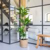Dracaena-Janet-Lind-p27-2-scaled