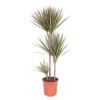 Dracaena Marginata Bicolor