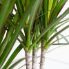 Dracaena Marginata - Drakenbloedboom - P21