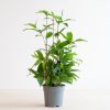 Dracaena-surcolosa-P17-1024