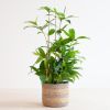 Dracaena-surcolosa-P17-2-1024