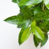 Dracaena-surculosa-28-1024