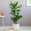 Dracaena Janet Lind
