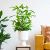Dracena-surculosa-P17-1-1024