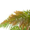 Dryopteris Erythrosora blad