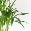 Dypsis-Lutescens-p12-5