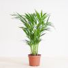 Dypsis-Lutescens-p17-2