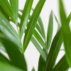 Dypsis-Lutescens-p17-3 2