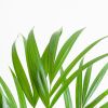 Dypsis-Lutescens-p17-4 1