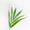 Howea Forsteriana - Kentiapalm P19