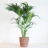 Howea Forsteriana - Kentiapalm P19