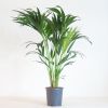 Howea Forsteriana - Kentiapalm P19