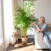 Chrysalidocarpus Lutescens - Goudpalm - P24 cm