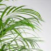 Chrysalidocarpus Lutescens