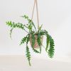 Zaagcactus - Epiphyllum Anguliger - P14
