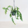 Zaagcactus - Epiphyllum Anguliger - P14