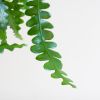 Ephiphyllum-Anguliger-8