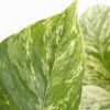 scindapsus marble queen