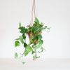 Epipremnum aureum hanger