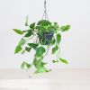 Epipremnum aureum hangplant