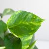 Epipremnum Pinnatum Aureum - Scindapsus - P15