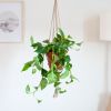 Epipremnum-Pinnatum-Aureum-Lifestyle