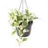 Epipremnum Aureum N'joy