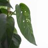 Epipremnum Pinnatum Variegata