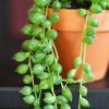 Erwtenplantje mini - Senecio Rowleyanus - P6