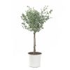 Eucalyptus gunnii