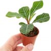 Euphorbia Leuconeura