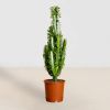 Euphorbia Trigona