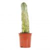 Euphorbia ingens marmorata