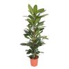 Ficus Cyathistipula