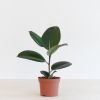 Ficus Elastica - Rubberplant - P12