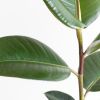 Ficus Elastica - Rubberplant - P12