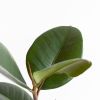 Ficus-Elastica-Abidjan-p12-9