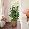 Ficus Robusta