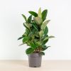 Ficus Robusta Rubberboom