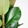 Ficus Elastica blad