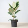 bonte rubberboom